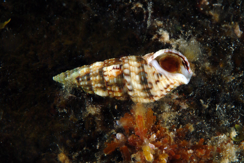 Cerithium lividulum